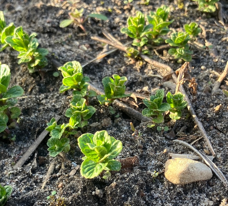 Junge Minzpflanzen im Cloud Garten — Marokkanische Minze